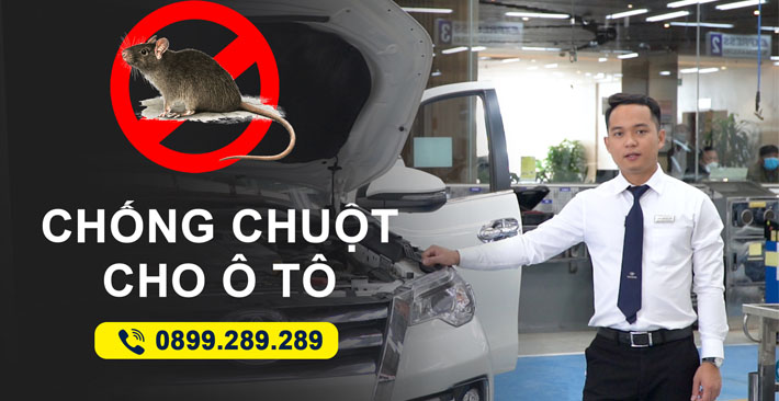 Chống chuột vào xe ô tô ít sử dụng trong mùa dịch
